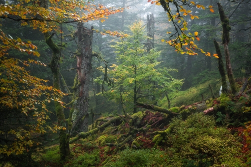Primeval October